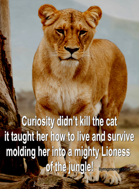 Curiosity didn't kill the cat it taught her how to live and survive molding her into a mighty Lioness of the jungle!