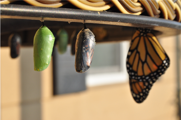 The stages of a butterfly evolving